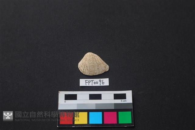 貝殼藏品圖，第1張