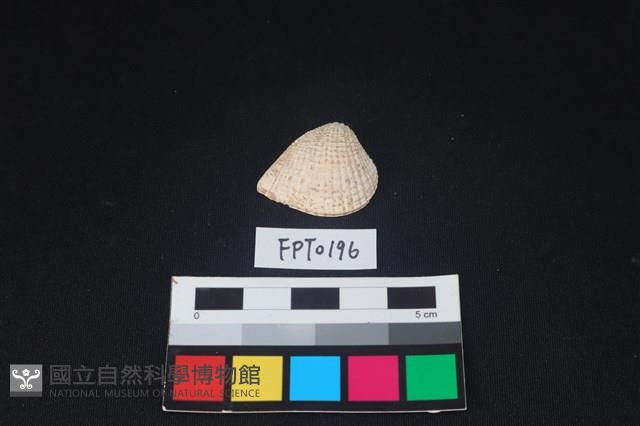 貝殼藏品圖，第1張
