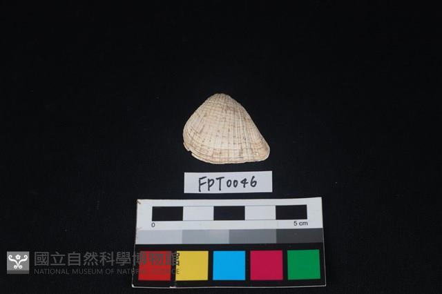 貝殼藏品圖，第1張