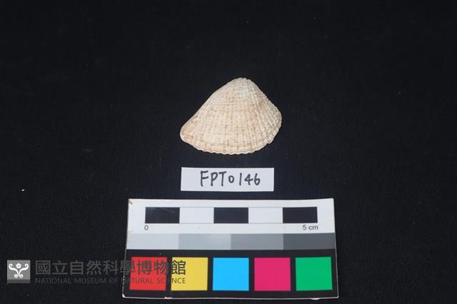 貝殼藏品圖，第1張