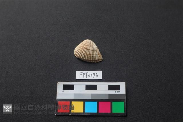 貝殼藏品圖，第1張