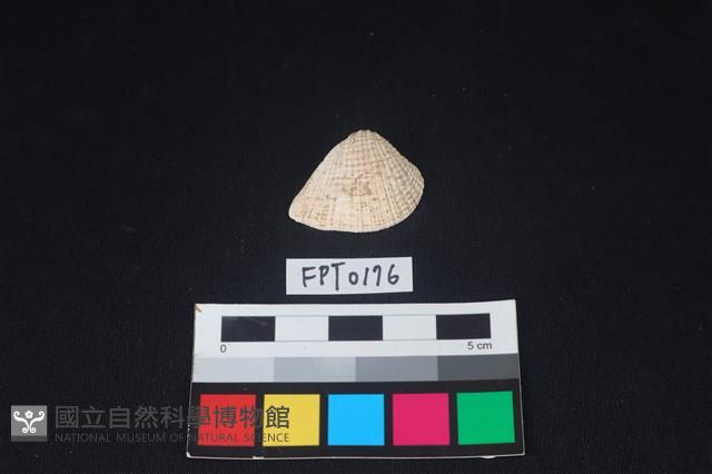 貝殼藏品圖，第1張