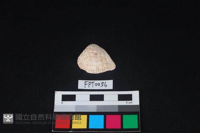 貝殼藏品圖，第1張