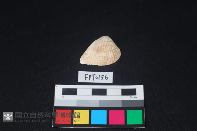 貝殼藏品圖，第1張