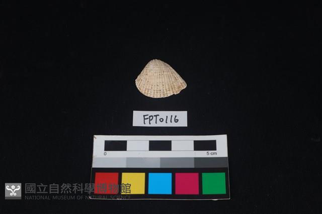貝殼藏品圖，第1張
