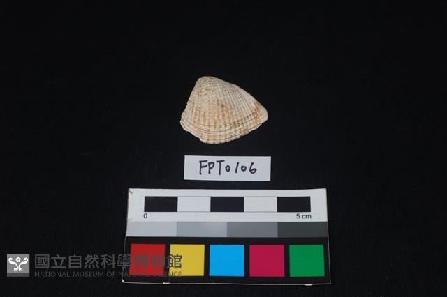 貝殼藏品圖，第1張