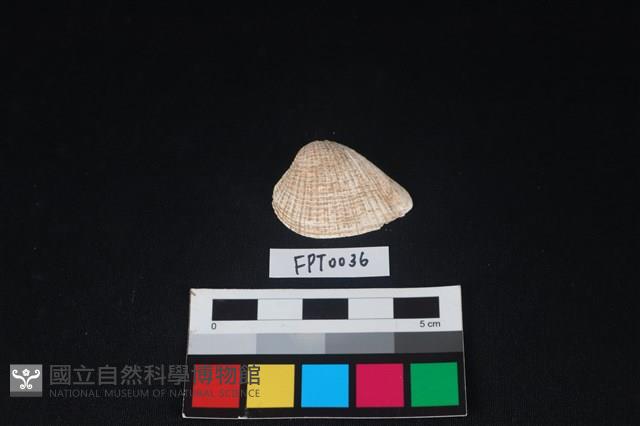 貝殼藏品圖，第1張