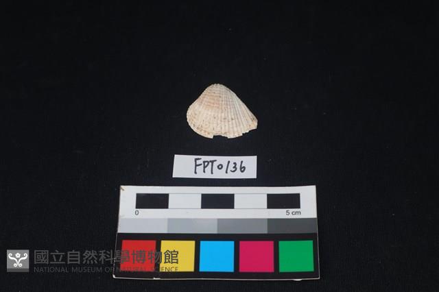 貝殼藏品圖，第1張
