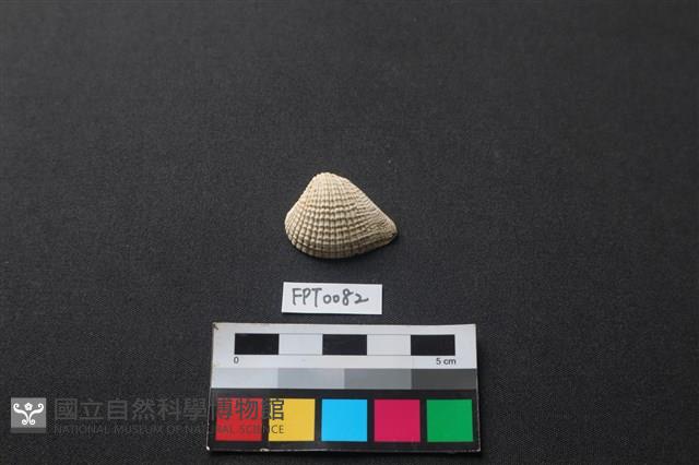 貝殼藏品圖，第1張