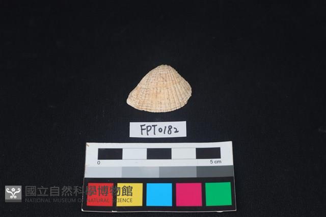 貝殼藏品圖，第1張