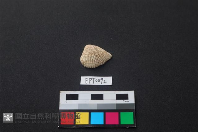貝殼藏品圖，第1張