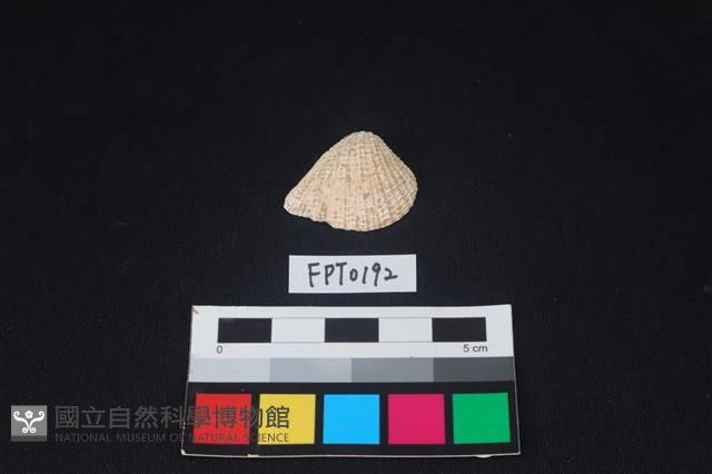 貝殼藏品圖，第1張