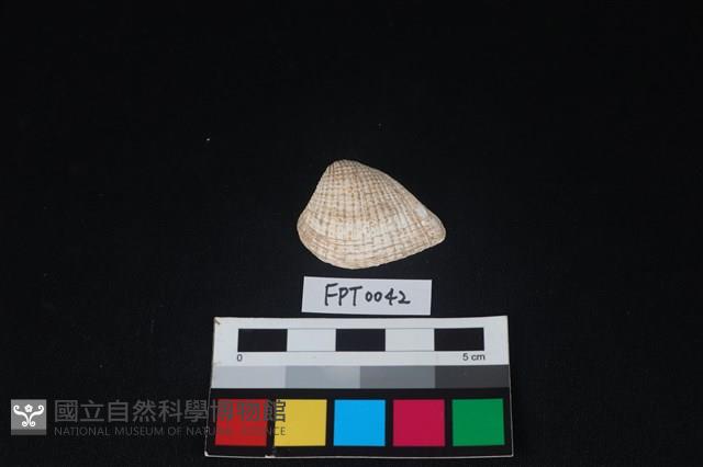 貝殼藏品圖，第1張