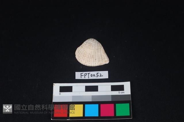 貝殼藏品圖，第1張