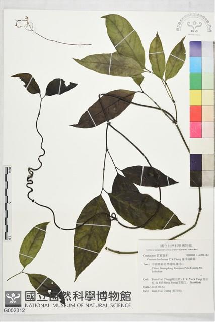 羅浮買麻藤藏品圖，第1張