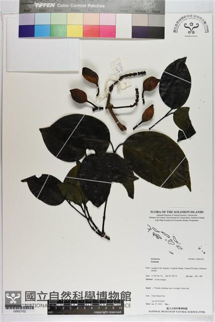 登錄號:G002102藏品圖，第1張