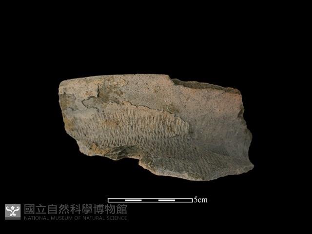 陶罐藏品圖，第1張