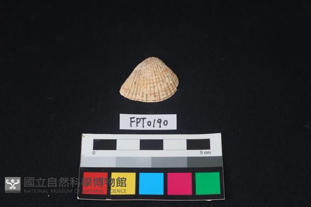 貝殼藏品圖，第1張