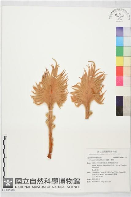 蘇鐵、鐵樹藏品圖，第1張