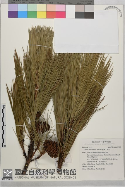 臺灣二葉松藏品圖，第1張