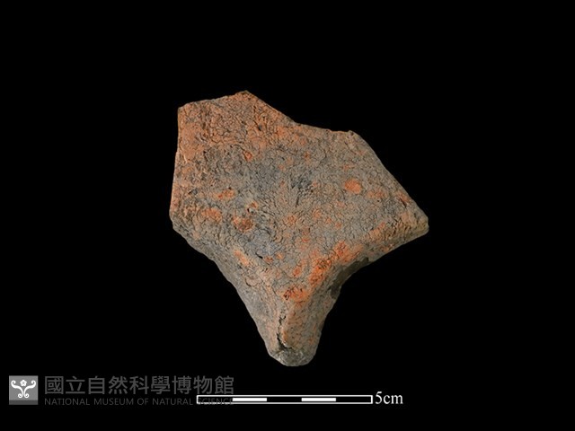連杯形器藏品圖，第1張