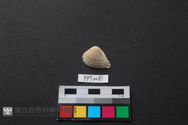 貝殼藏品圖，第1張