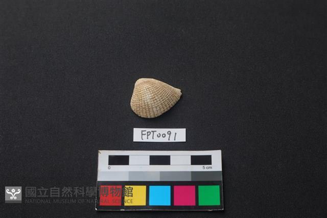 貝殼藏品圖，第1張