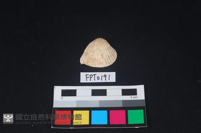 貝殼藏品圖，第1張