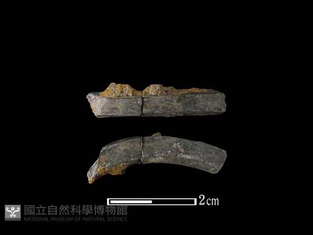 陶環藏品圖，第1張