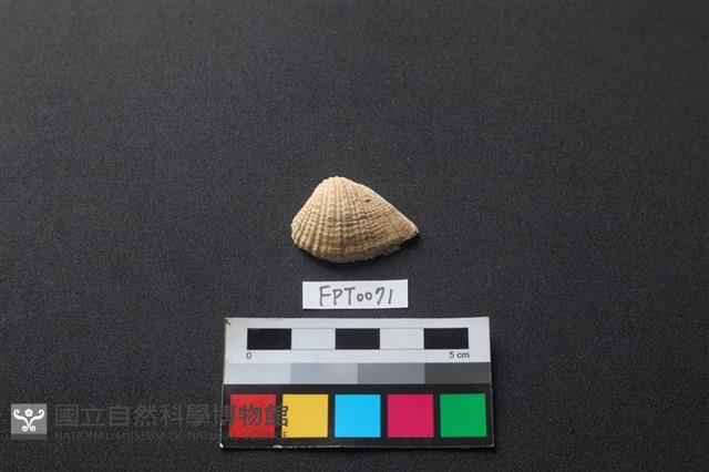 貝殼藏品圖，第1張