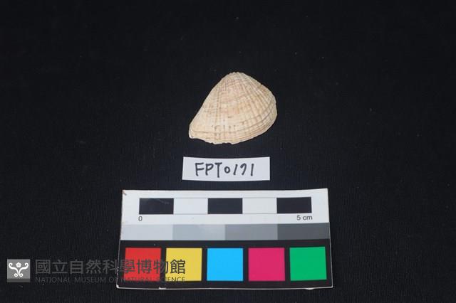 貝殼藏品圖，第1張