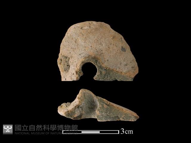 紡輪藏品圖，第1張