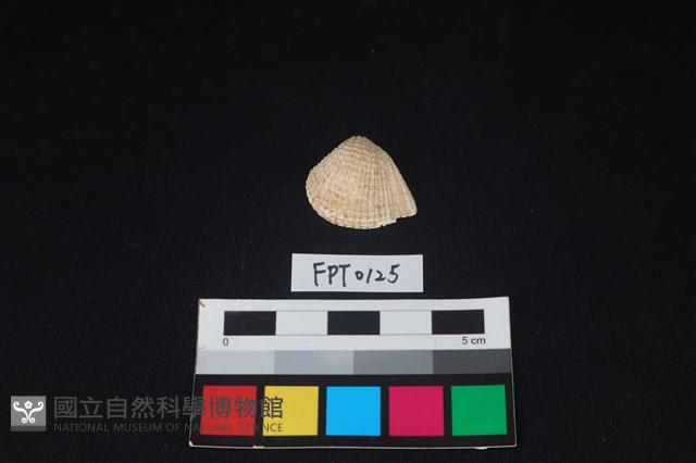貝殼藏品圖，第1張