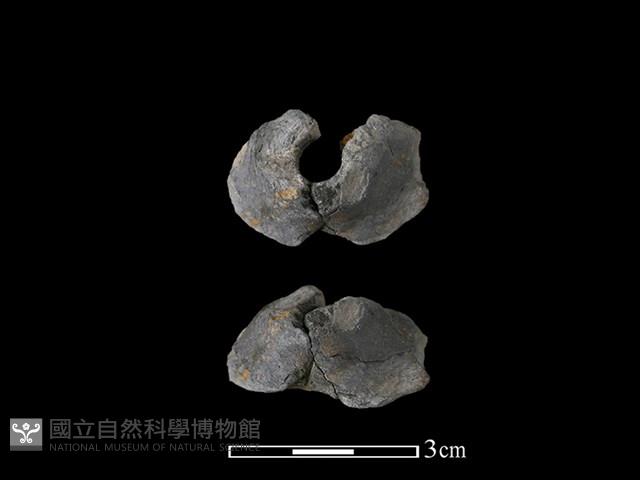 紡輪藏品圖，第1張