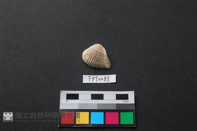 貝殼藏品圖，第1張