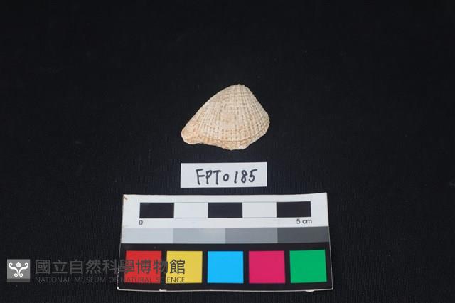 貝殼藏品圖，第1張