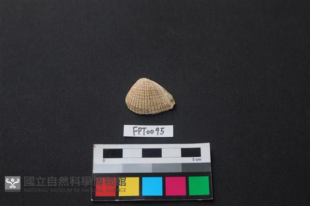 貝殼藏品圖，第1張