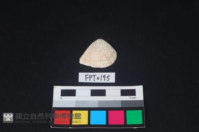 貝殼藏品圖，第1張