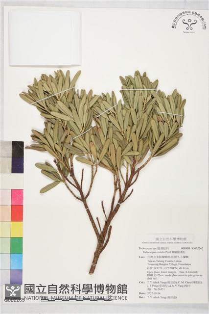 蘭嶼羅漢松藏品圖，第1張