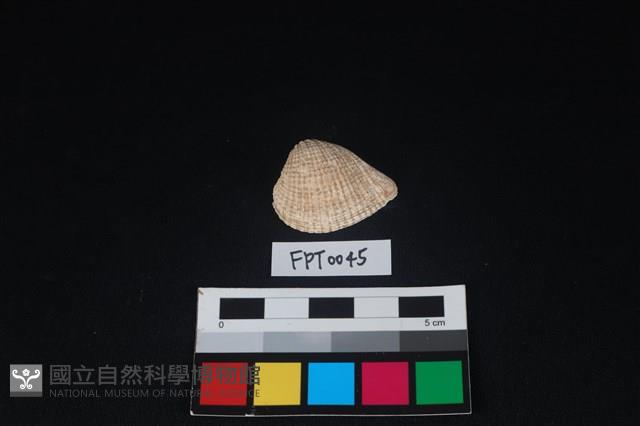貝殼藏品圖，第1張