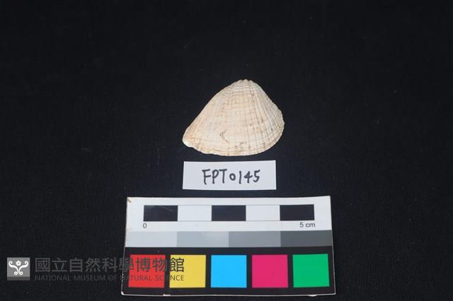 貝殼藏品圖，第1張