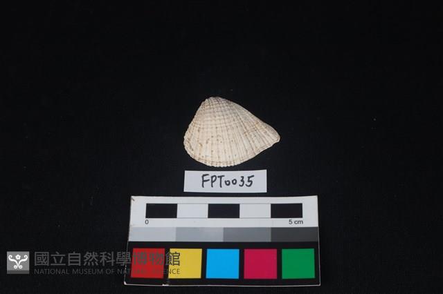 貝殼藏品圖，第1張