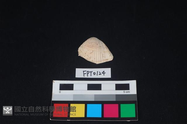 貝殼藏品圖，第1張