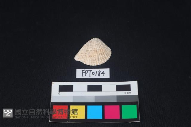 貝殼藏品圖，第1張