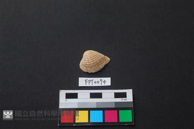貝殼藏品圖，第1張