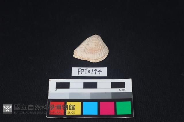 貝殼藏品圖，第1張