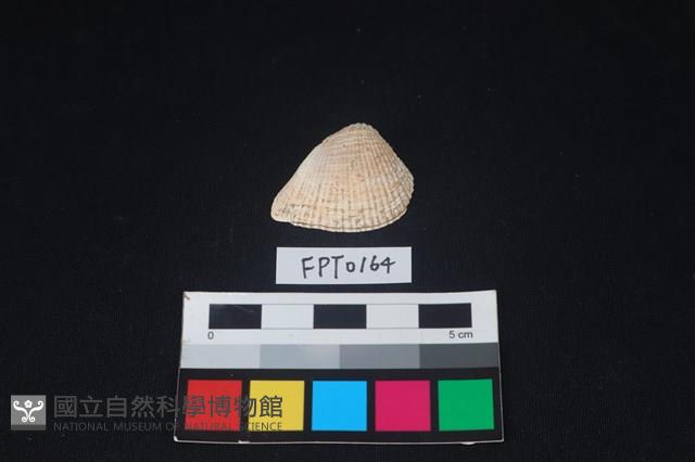 貝殼藏品圖，第1張