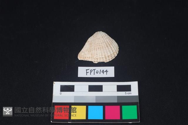 貝殼藏品圖，第1張