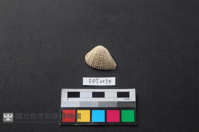 貝殼藏品圖，第1張