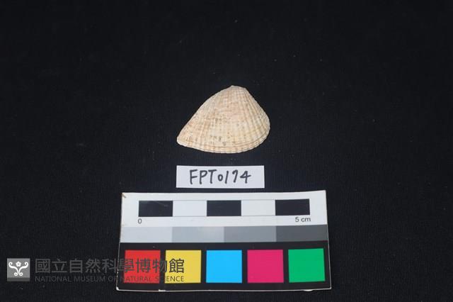 貝殼藏品圖，第1張